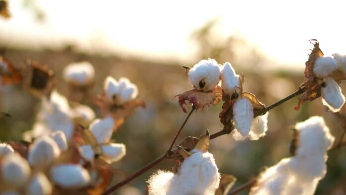Organic Cotton Summit 2026 to Tackle Supply Chain Challenges