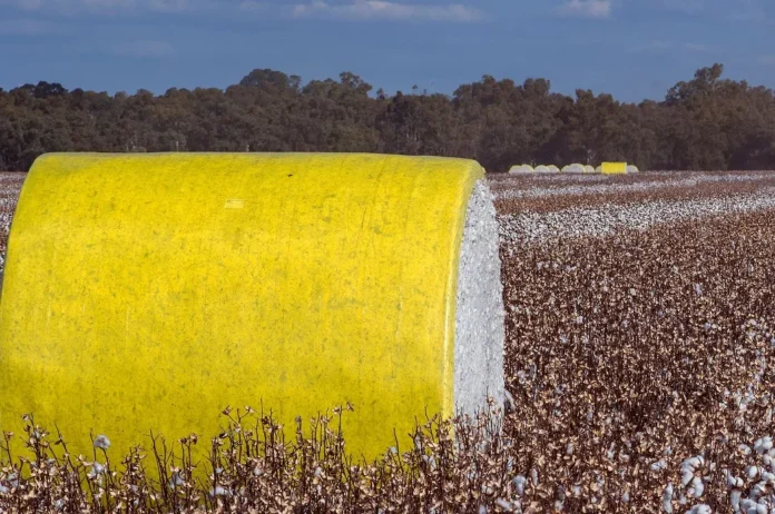 ICE Cotton Holds Firm Amid Crude Support, Weather Concerns